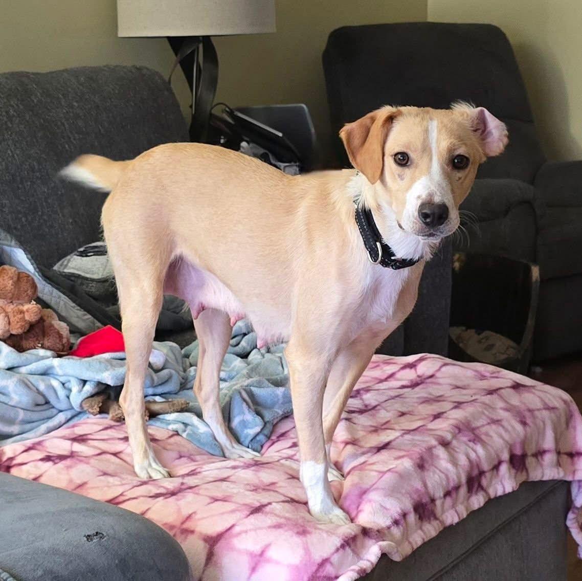 Jelly Belly thumbnail 2