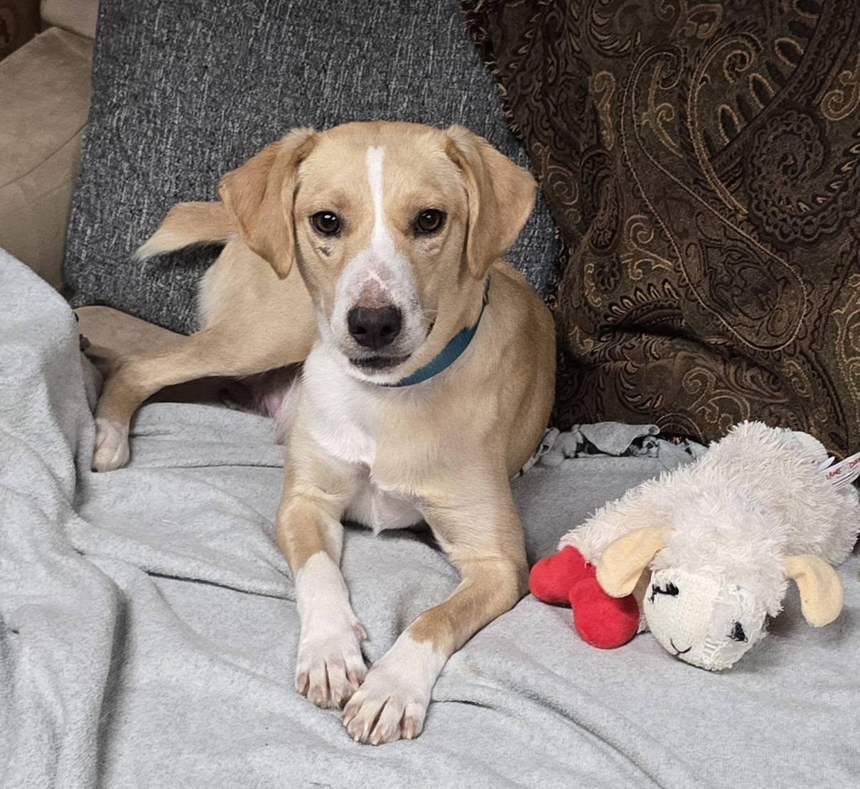 Jelly Belly thumbnail 3