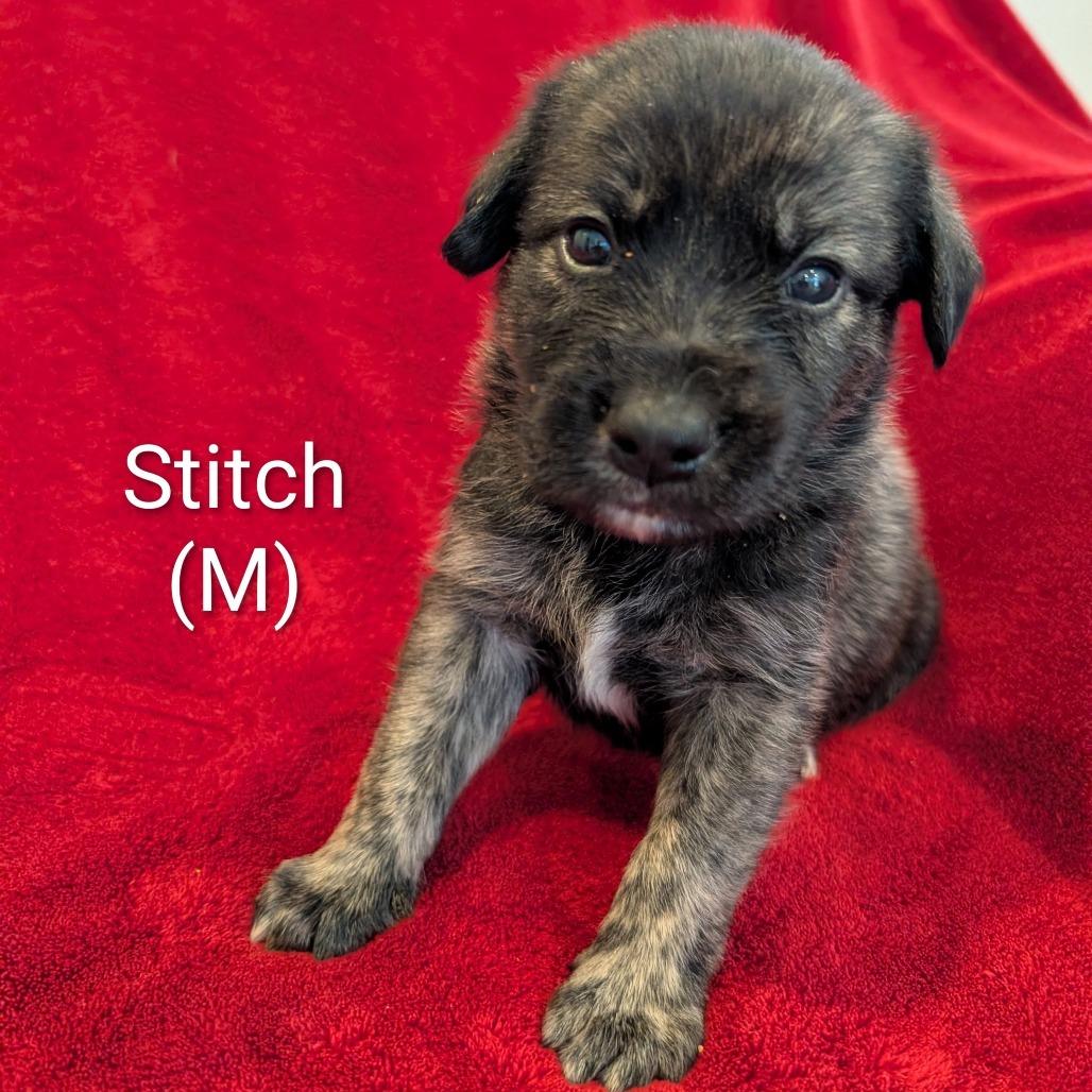 Stitch, Adoptable, Puppy Male Mixed Breed.