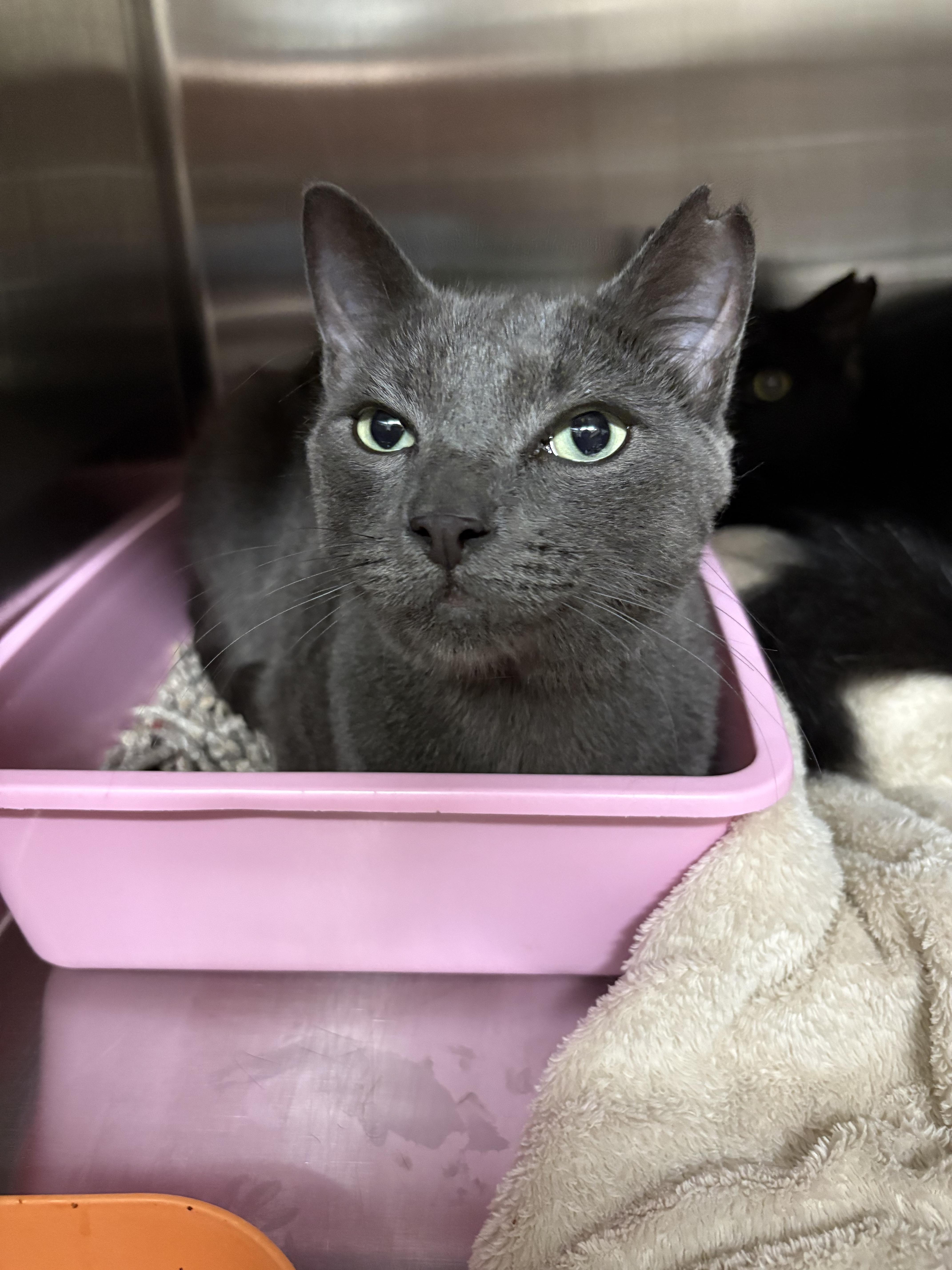 Orion, Adopted, Adult Male Domestic Short Hair.