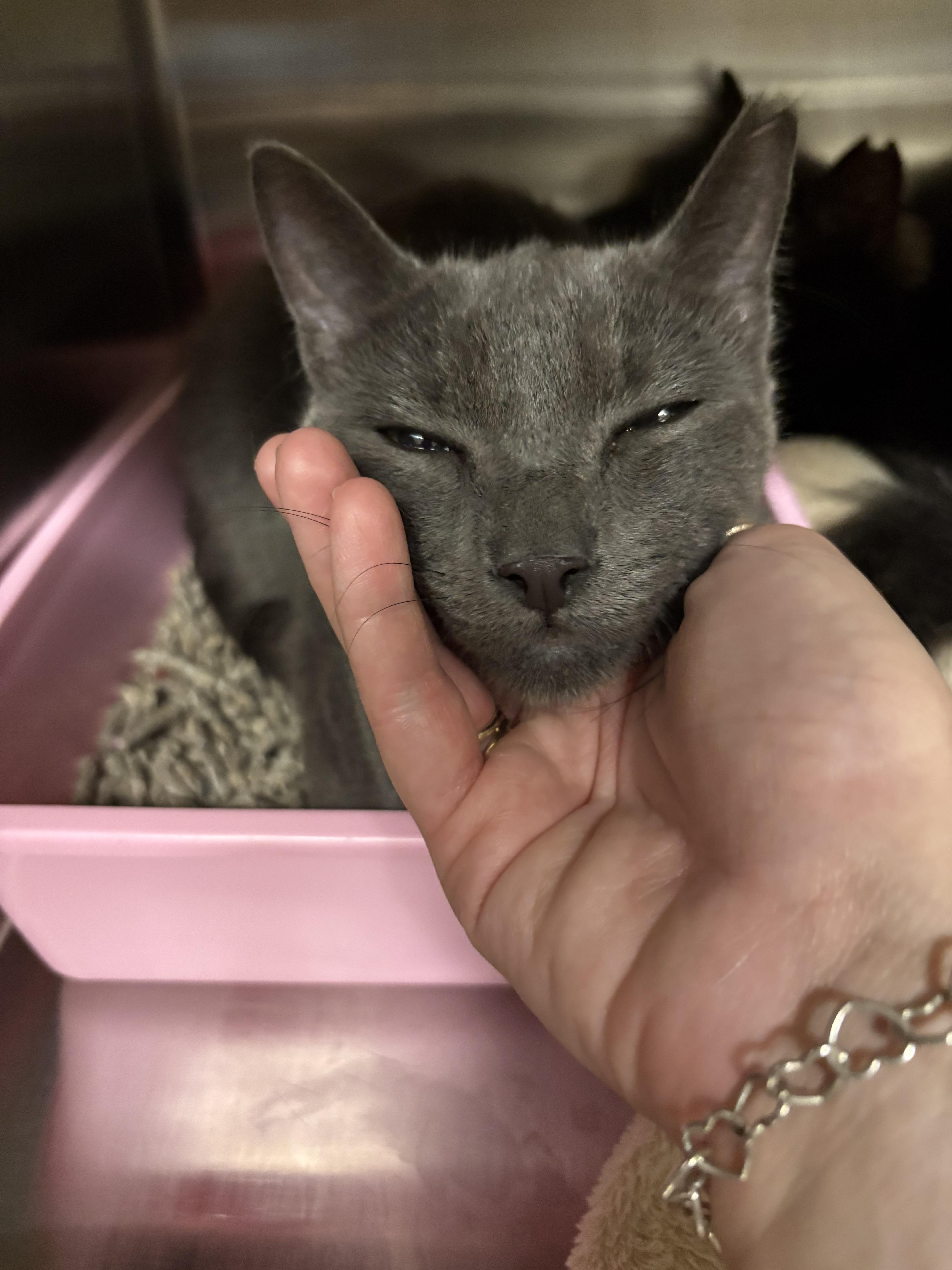 Enlarge Orion, a Adopted Domestic Short Hair in Honolulu, HI image 2/6