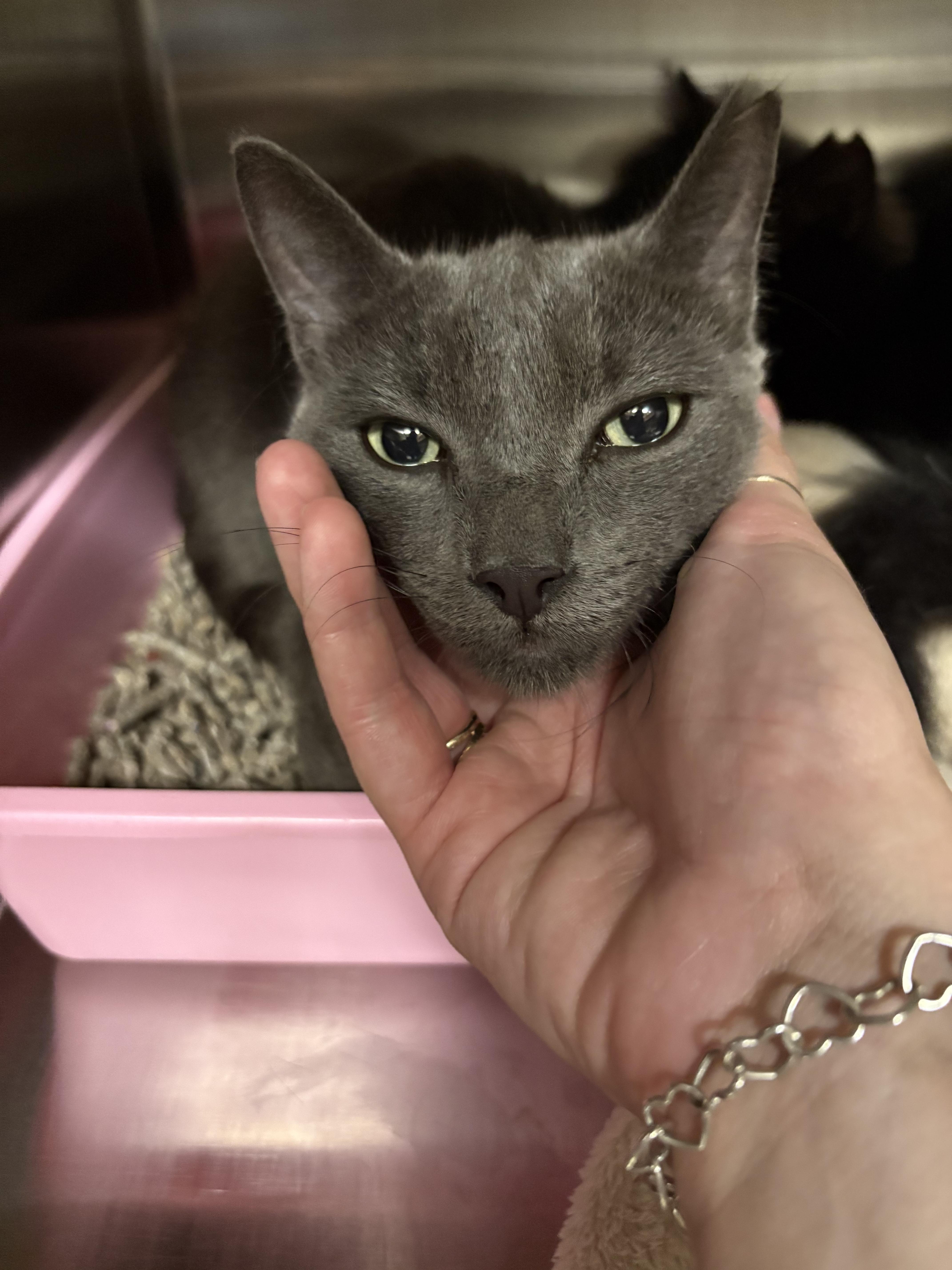 Enlarge Orion, a Adopted Domestic Short Hair in Honolulu, HI image 3/6