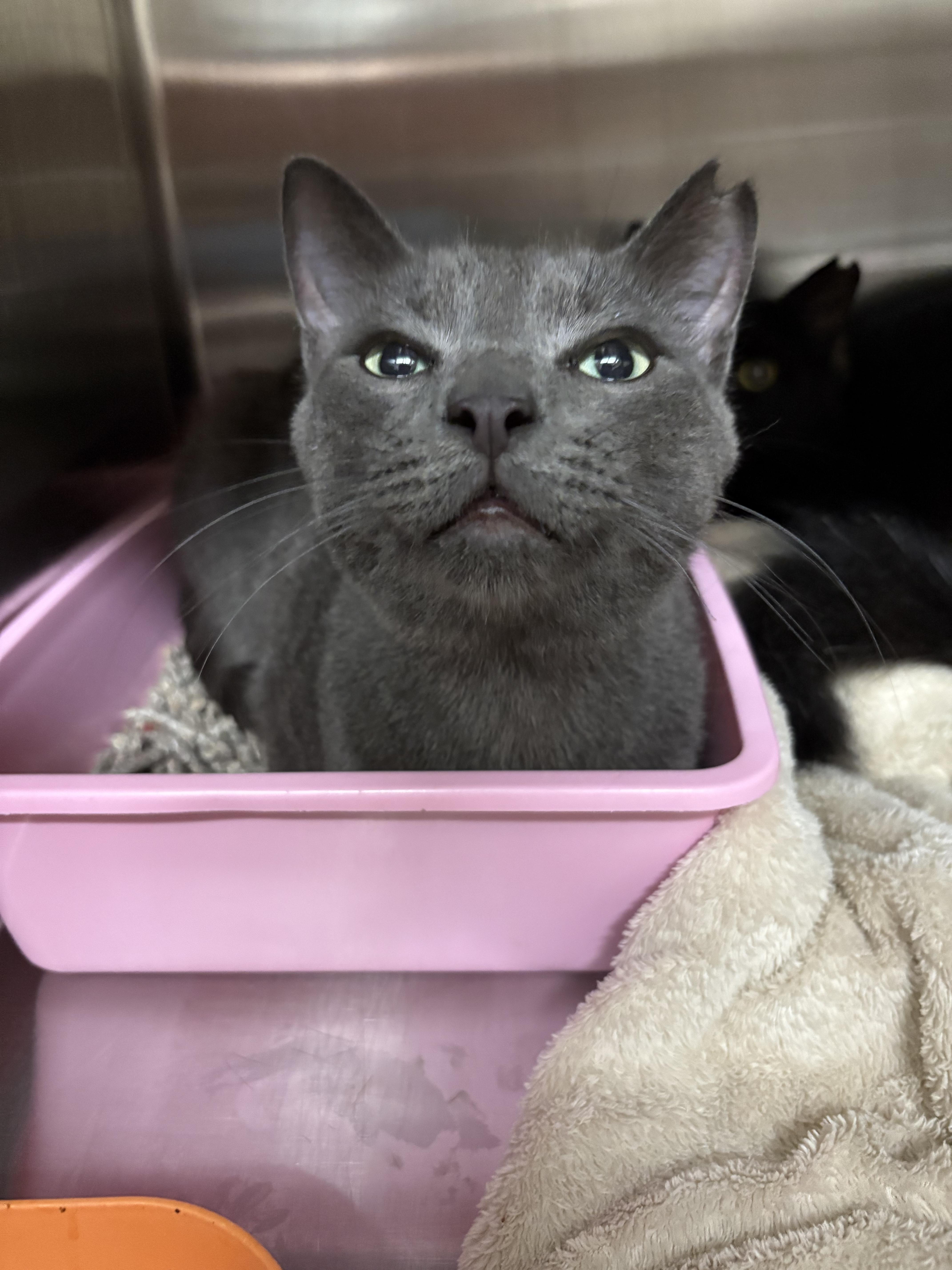 Enlarge Orion, a Adopted Domestic Short Hair in Honolulu, HI image 4/6