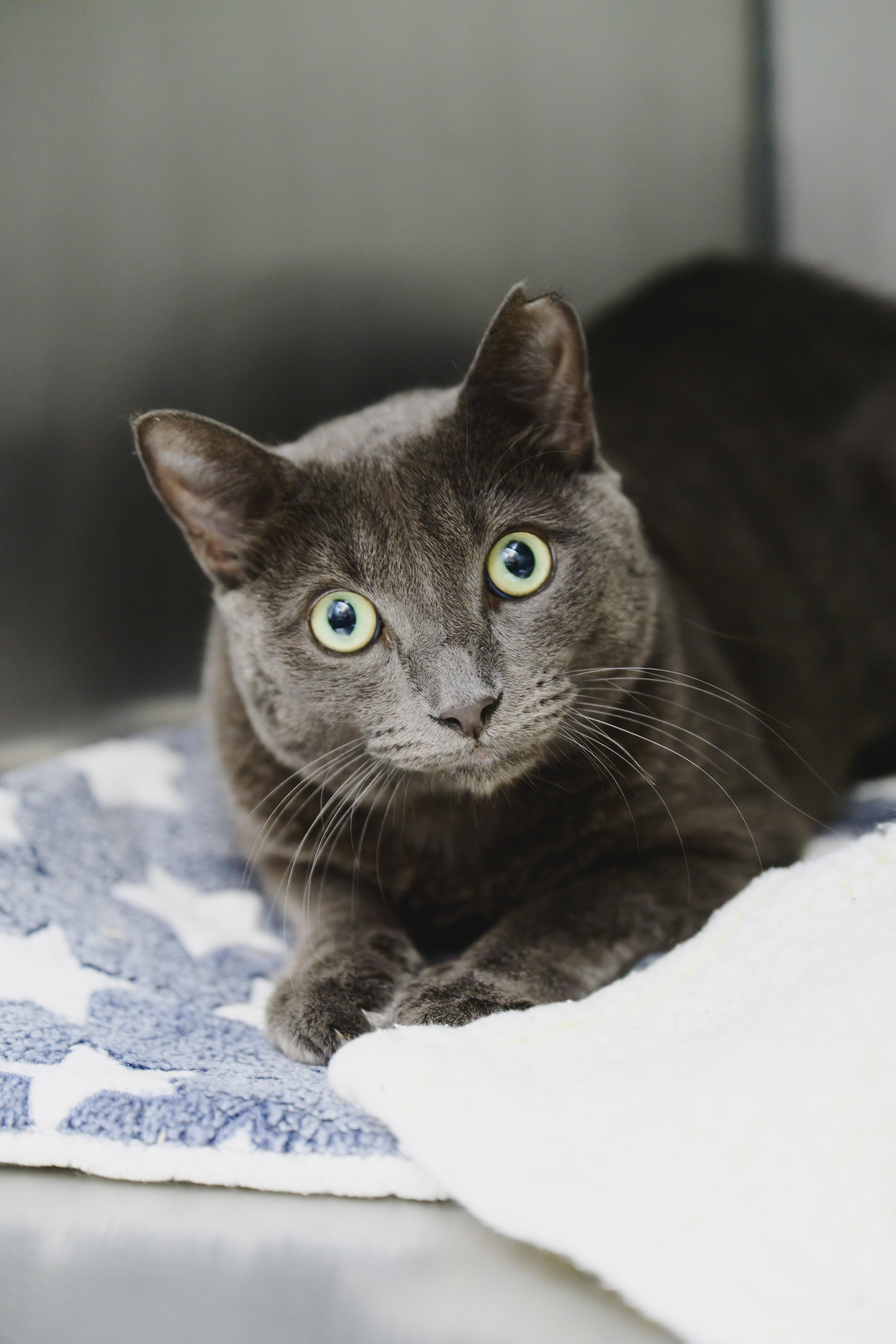 Enlarge Orion, a Adopted Domestic Short Hair in Honolulu, HI image 5/6