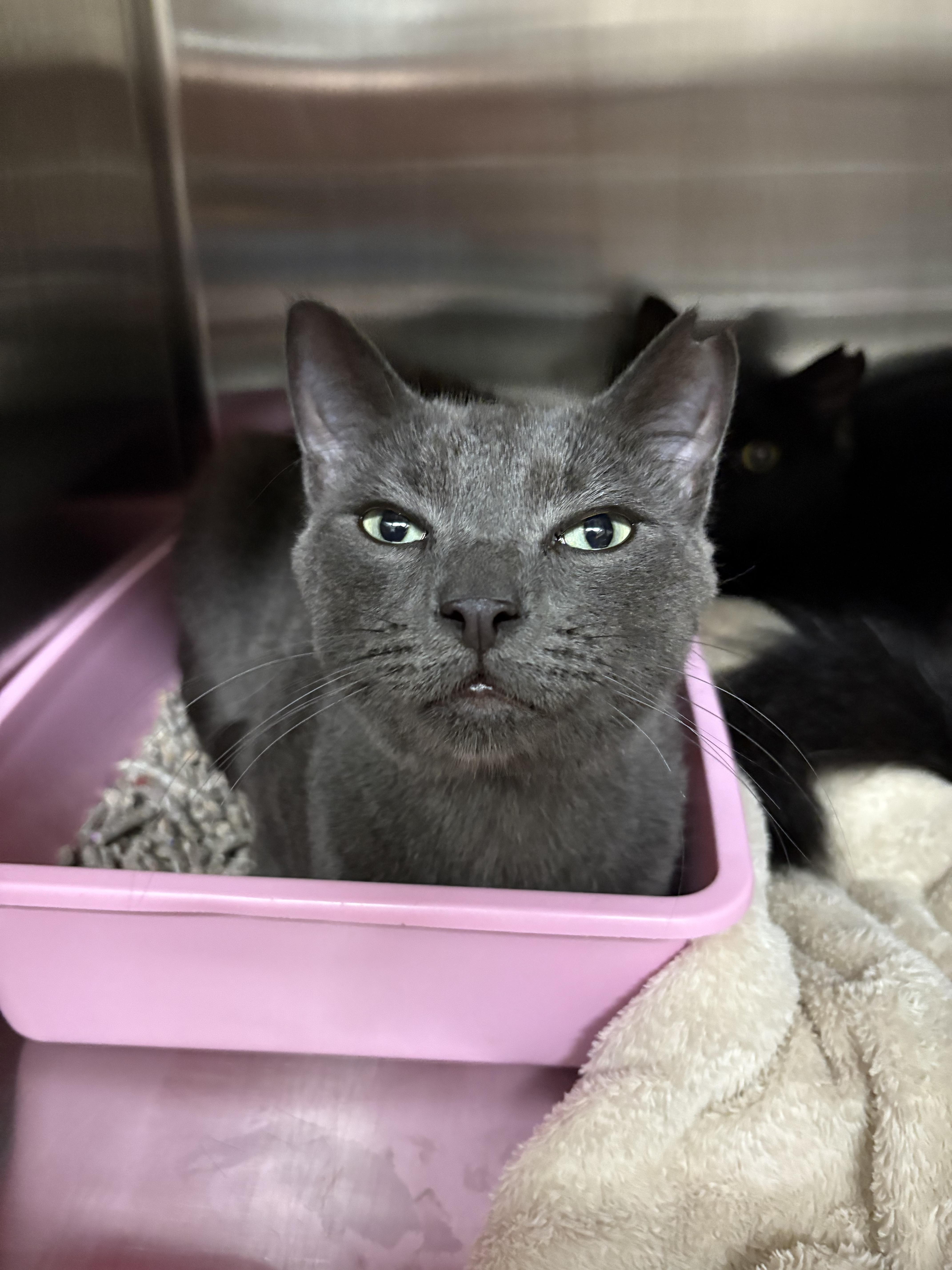 Enlarge Orion, a Adopted Domestic Short Hair in Honolulu, HI image 6/6