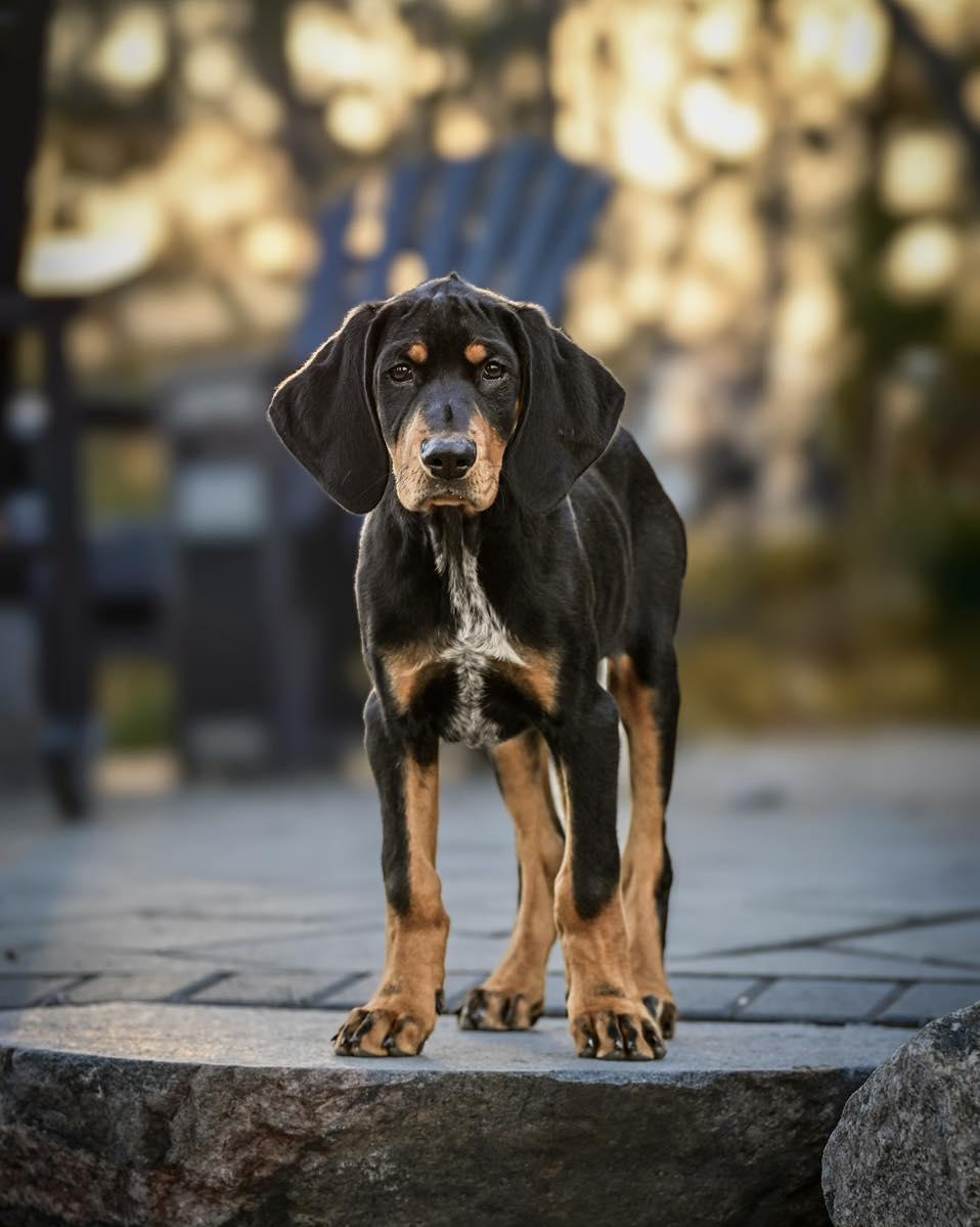 Rocky, Adopted, Puppy Male Doberman Pinscher & Bluetick Coonhound.