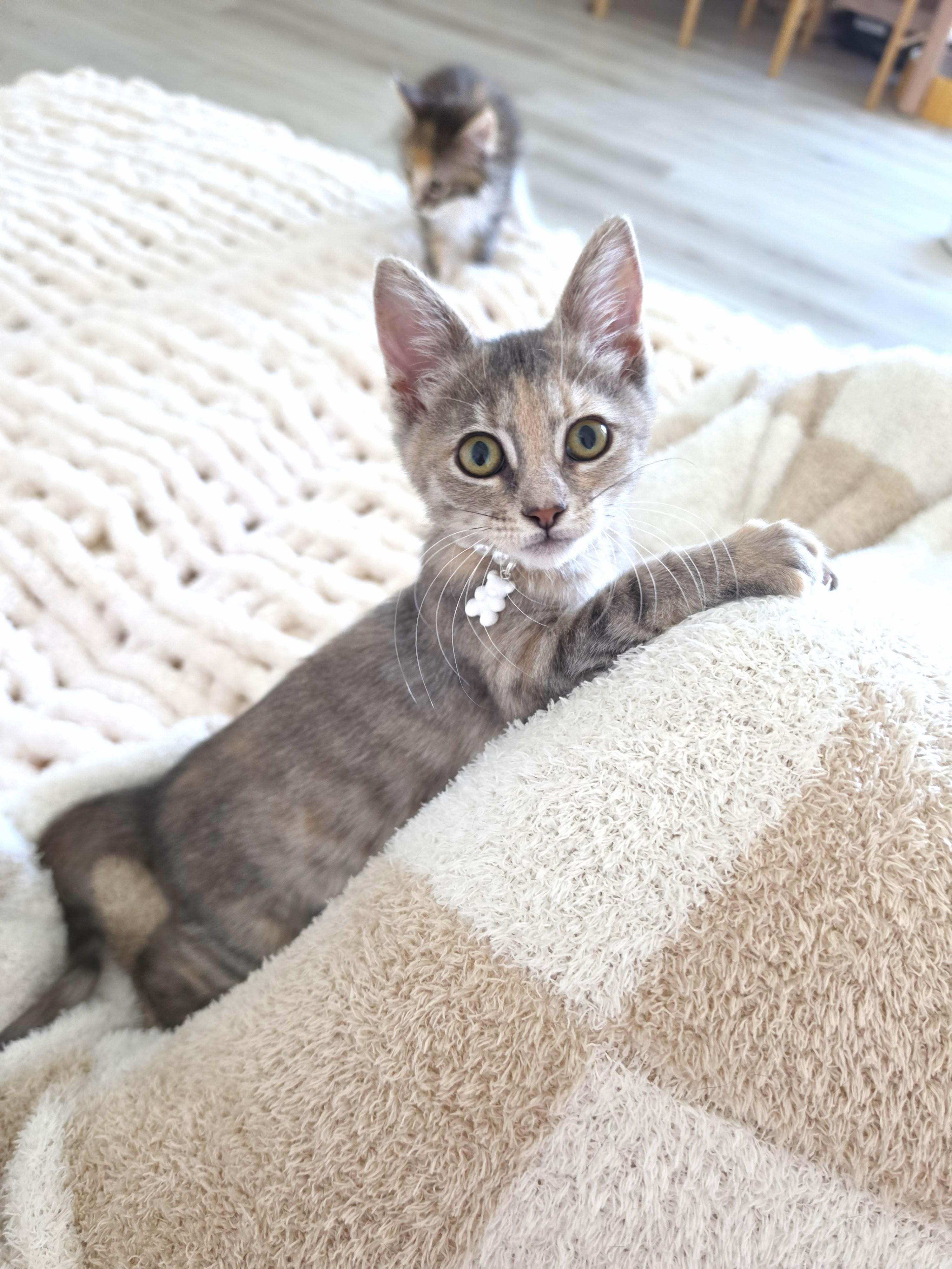 Enlarge Brulee, an adopted Dilute Tortoiseshell in Yorba Linda, CA image 2/6