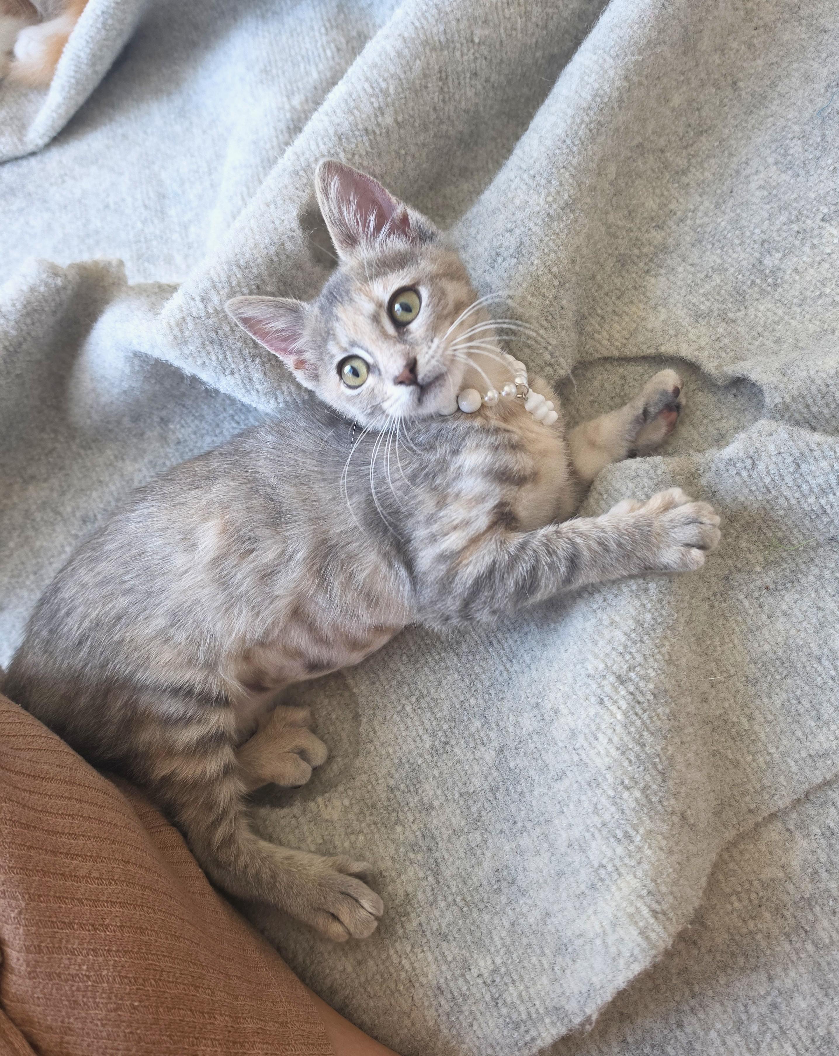 Enlarge Brulee, an adopted Dilute Tortoiseshell in Yorba Linda, CA image 4/6