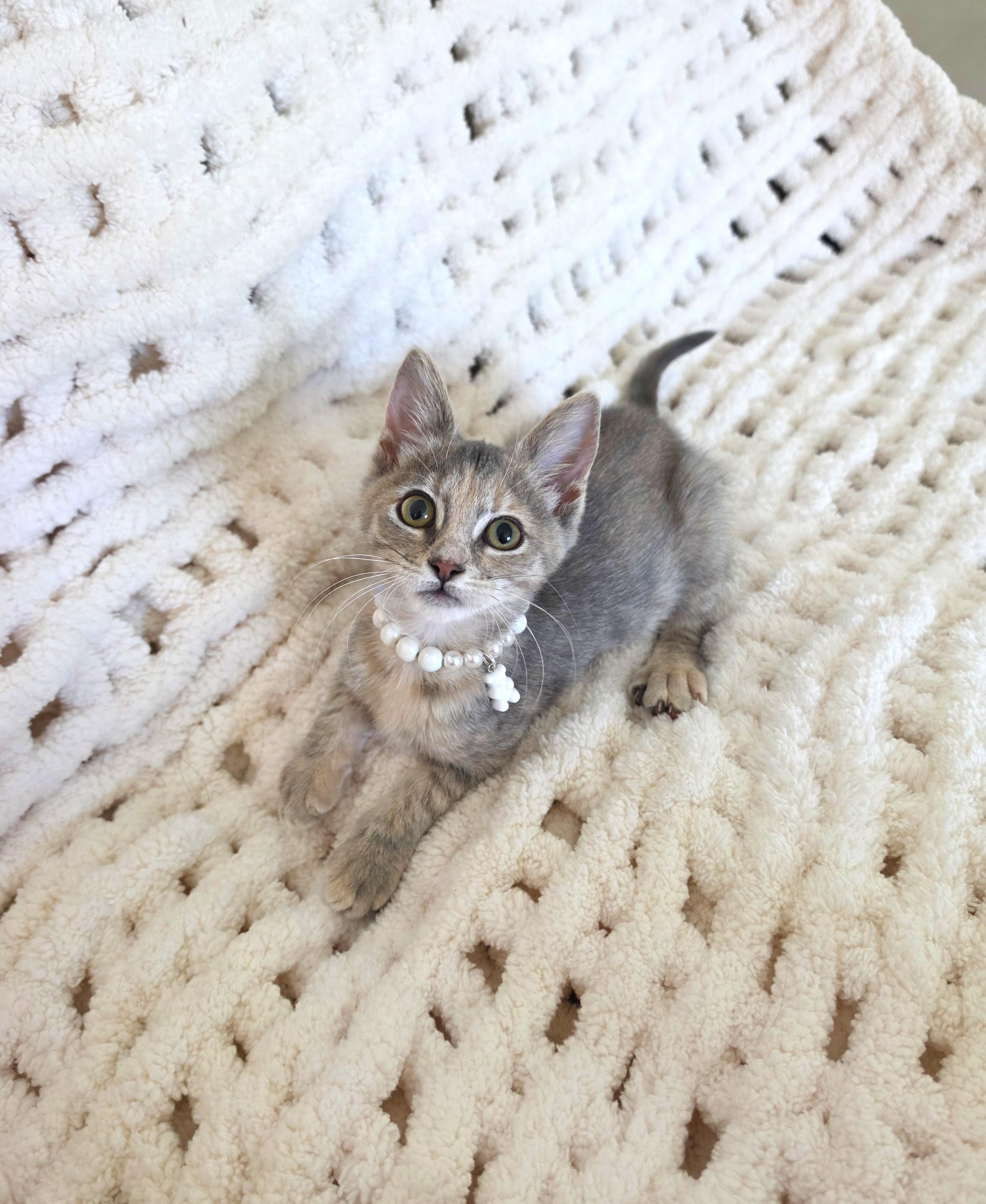 Enlarge Brulee, an adopted Dilute Tortoiseshell in Yorba Linda, CA image 3/6