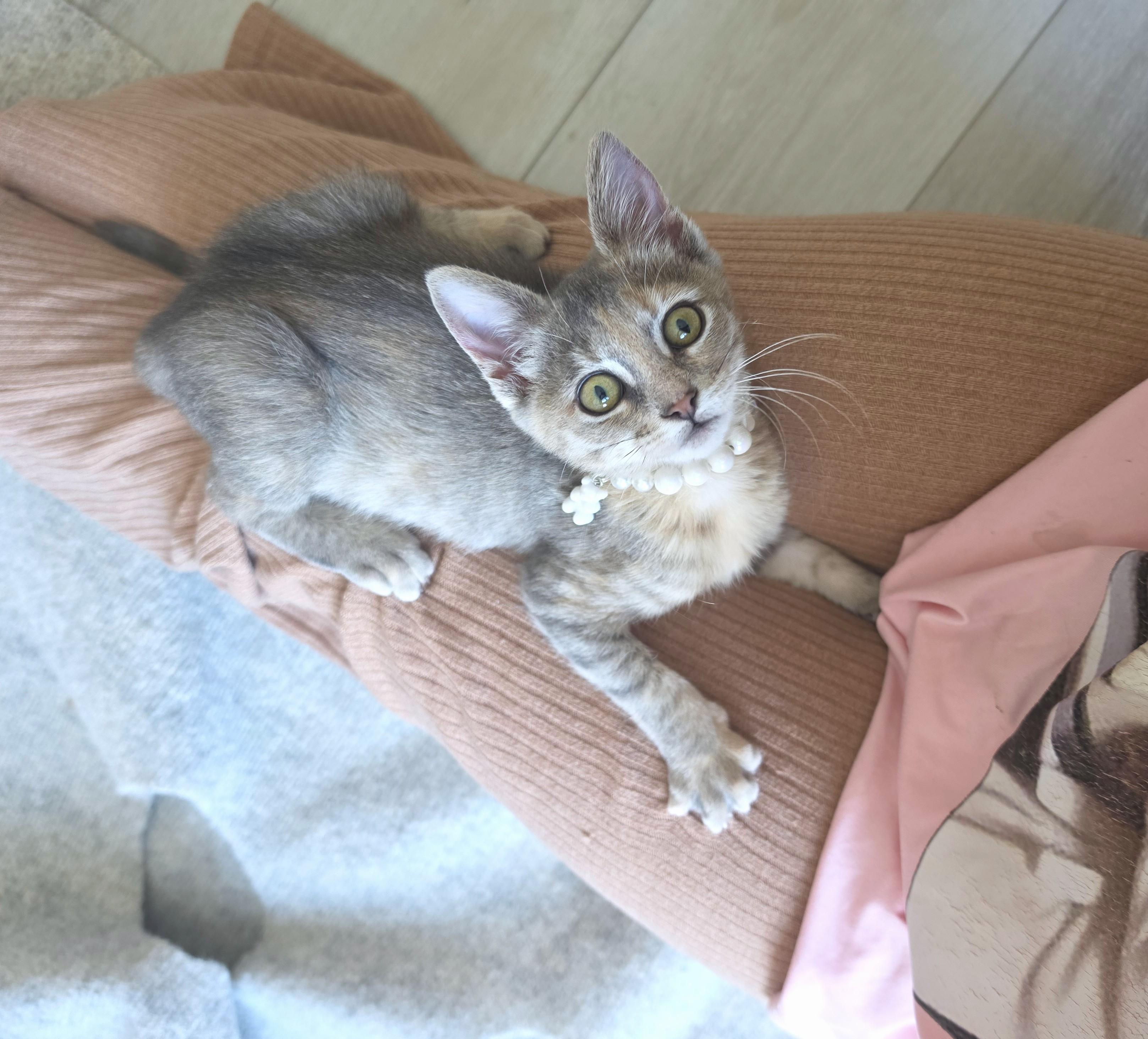 Enlarge Brulee, an adopted Dilute Tortoiseshell in Yorba Linda, CA image 5/6