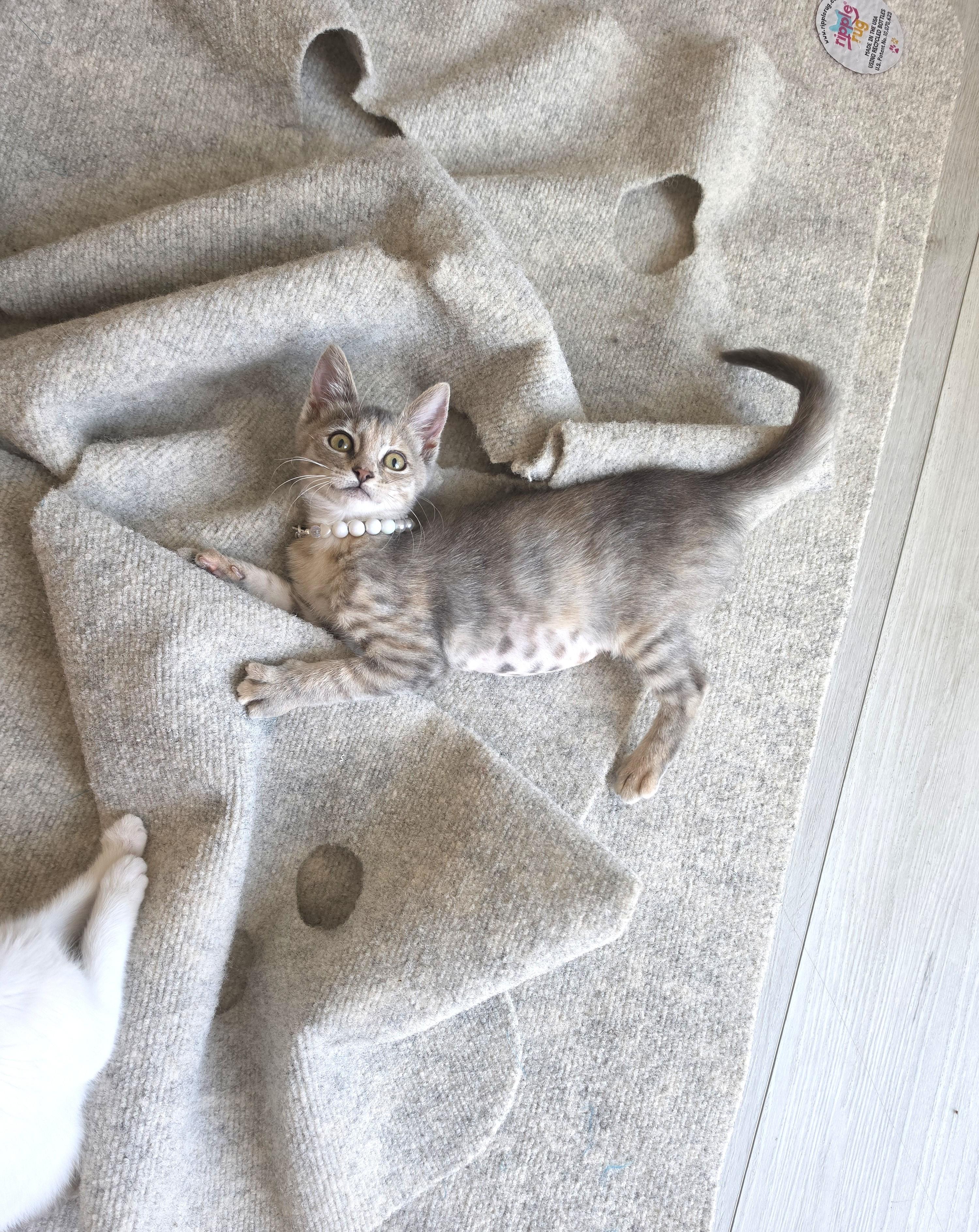 Enlarge Brulee, an adopted Dilute Tortoiseshell in Yorba Linda, CA image 6/6