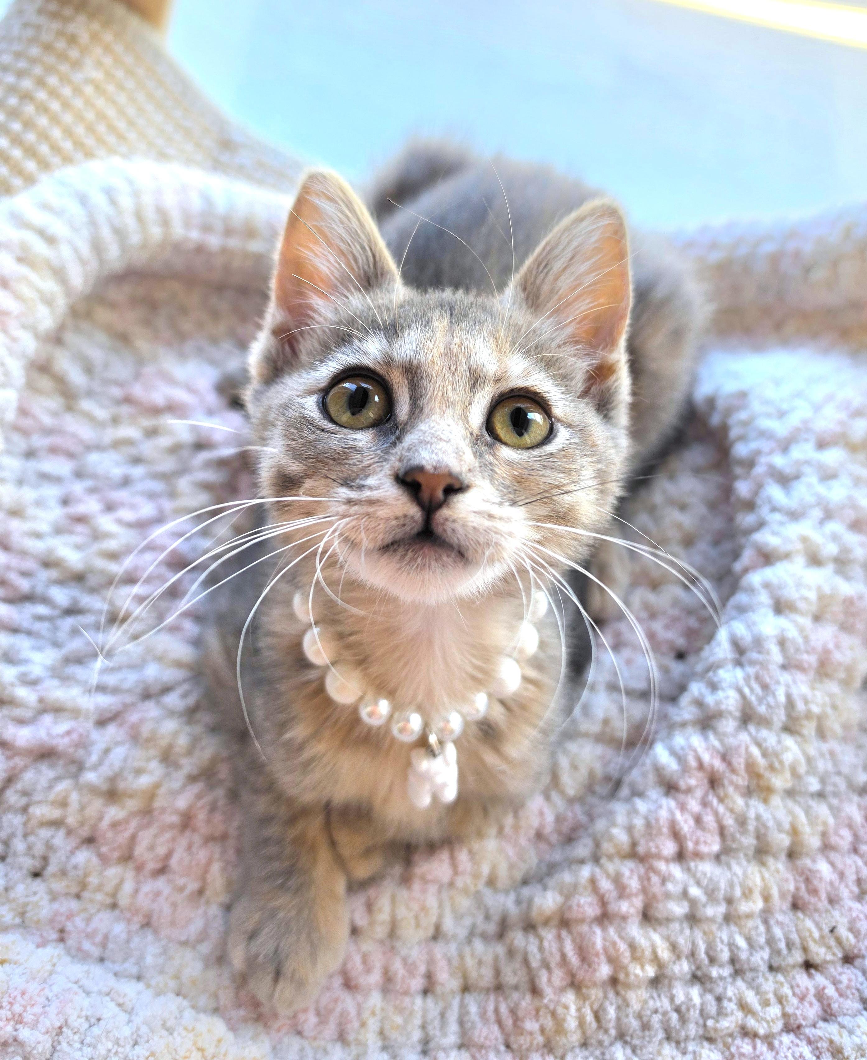 Brulee, adopted, Kitten Female Dilute Tortoiseshell.
