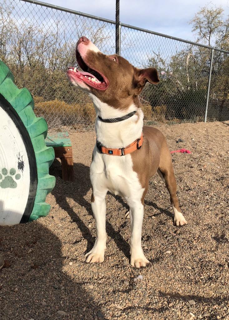 Enlarge Butch, a Adoptable mixed breed in Cottonwood, AZ image 1/6