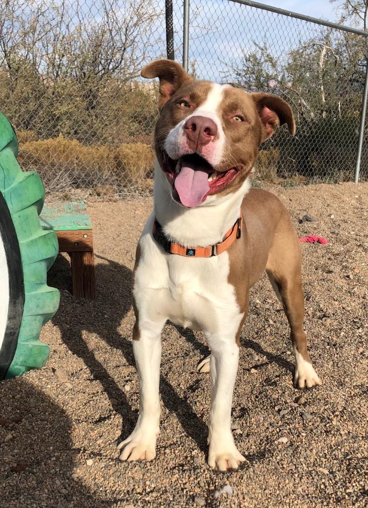 Enlarge Butch, a Adoptable mixed breed in Cottonwood, AZ image 2/6