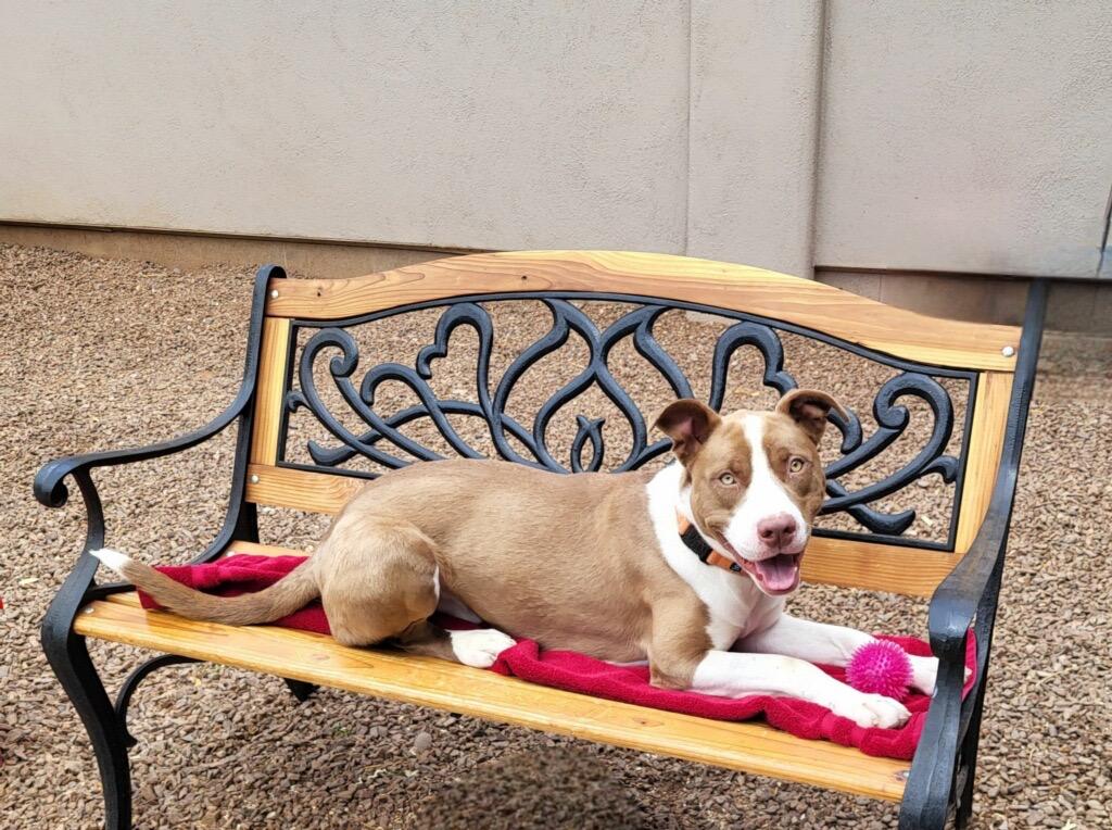 Enlarge Butch, a Adoptable mixed breed in Cottonwood, AZ image 3/6