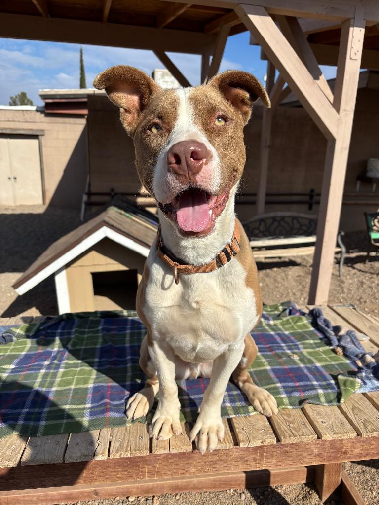 Enlarge Butch, a Adoptable mixed breed in Cottonwood, AZ image 2/6