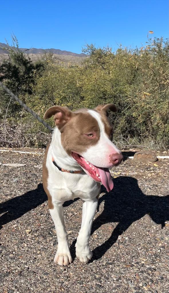Enlarge Butch, a Adoptable mixed breed in Cottonwood, AZ image 5/6
