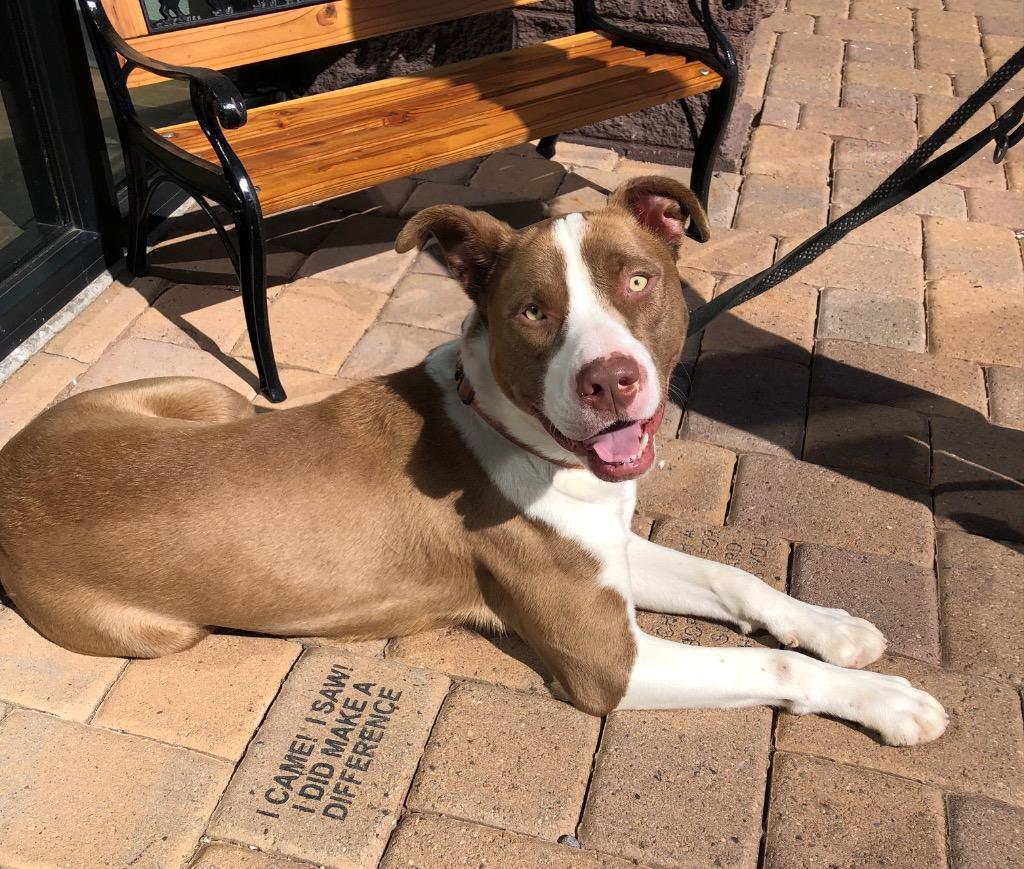 Enlarge Butch, a Adoptable mixed breed in Cottonwood, AZ image 6/6