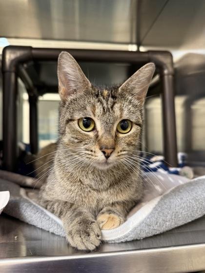 Suzie, a Adoptable Domestic Short Hair in Grapevine, TX image 1/2