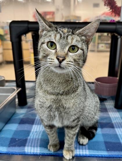 Suzie, Adoptable, Adult Female Domestic Short Hair.