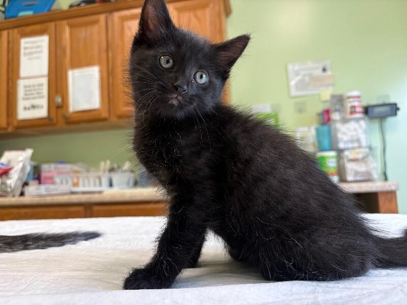 Jet, Adoptable, Young Male Domestic Short Hair.
