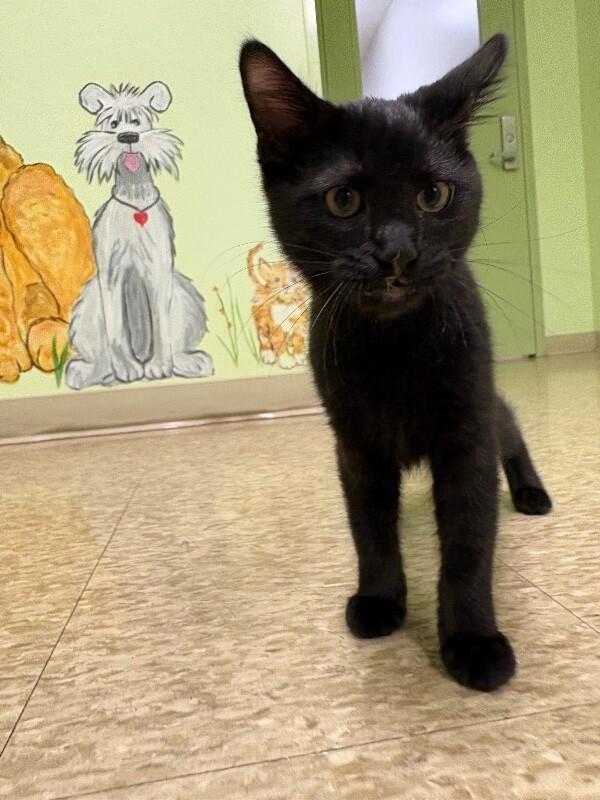 Jet, a Adoptable Domestic Short Hair in Warren, PA image 2/3