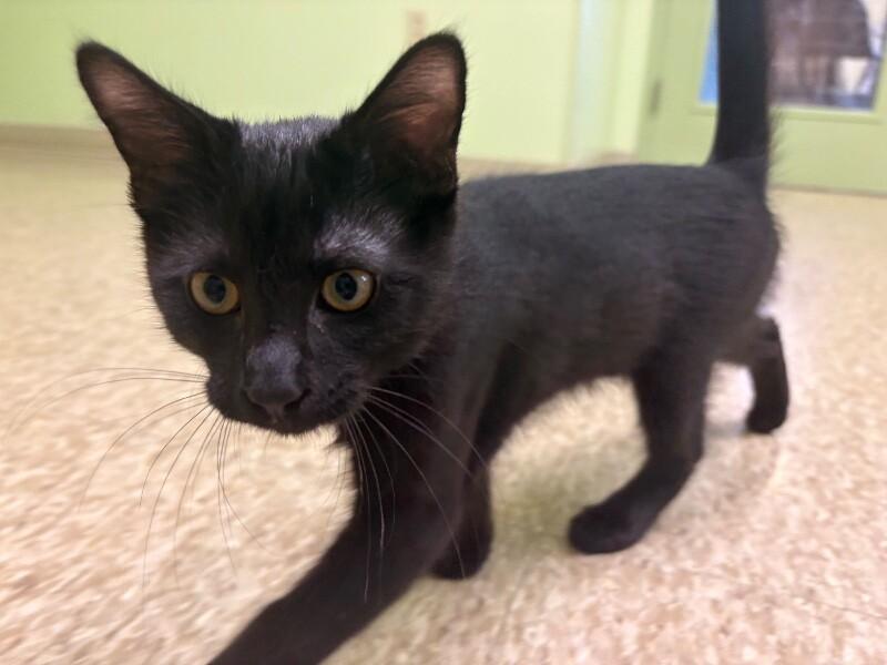 Jet, a Adoptable Domestic Short Hair in Warren, PA image 3/3