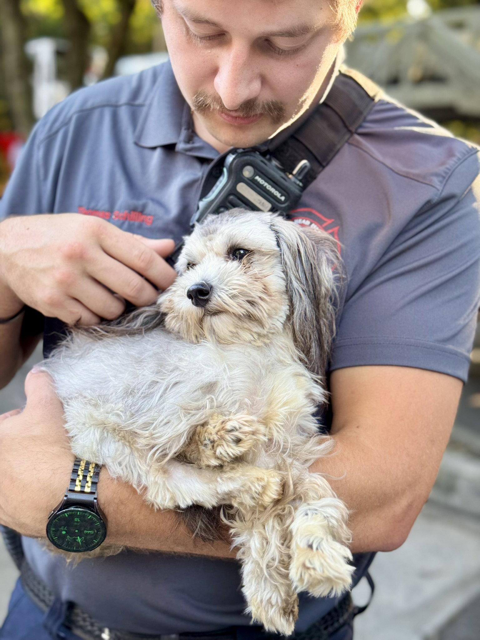 Enlarge Nick, a Adopted Maltese in Hilton Head Island, SC image 3/3