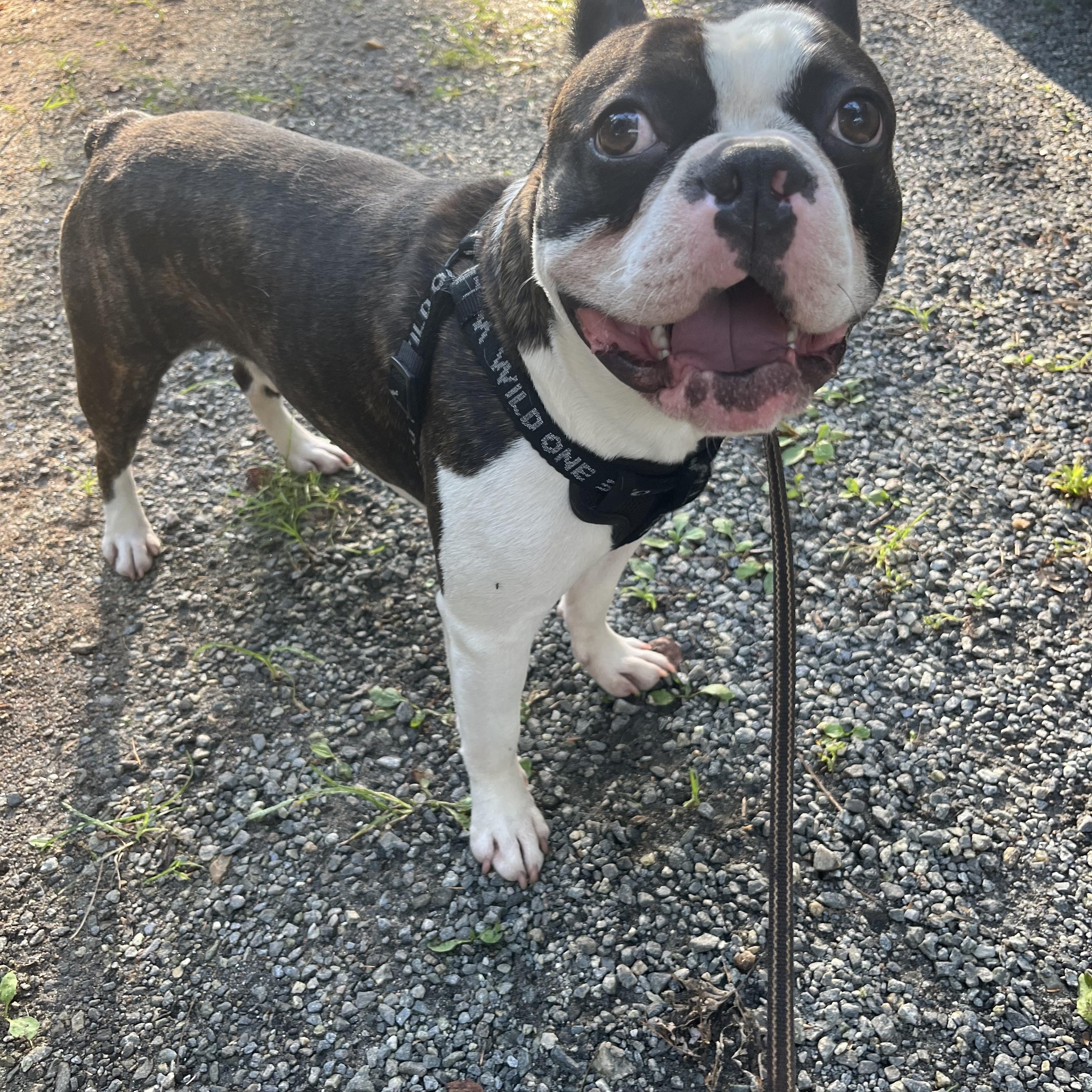 Enlarge Woodrow, an adopted mixed breed in Marion, NC image 2/6