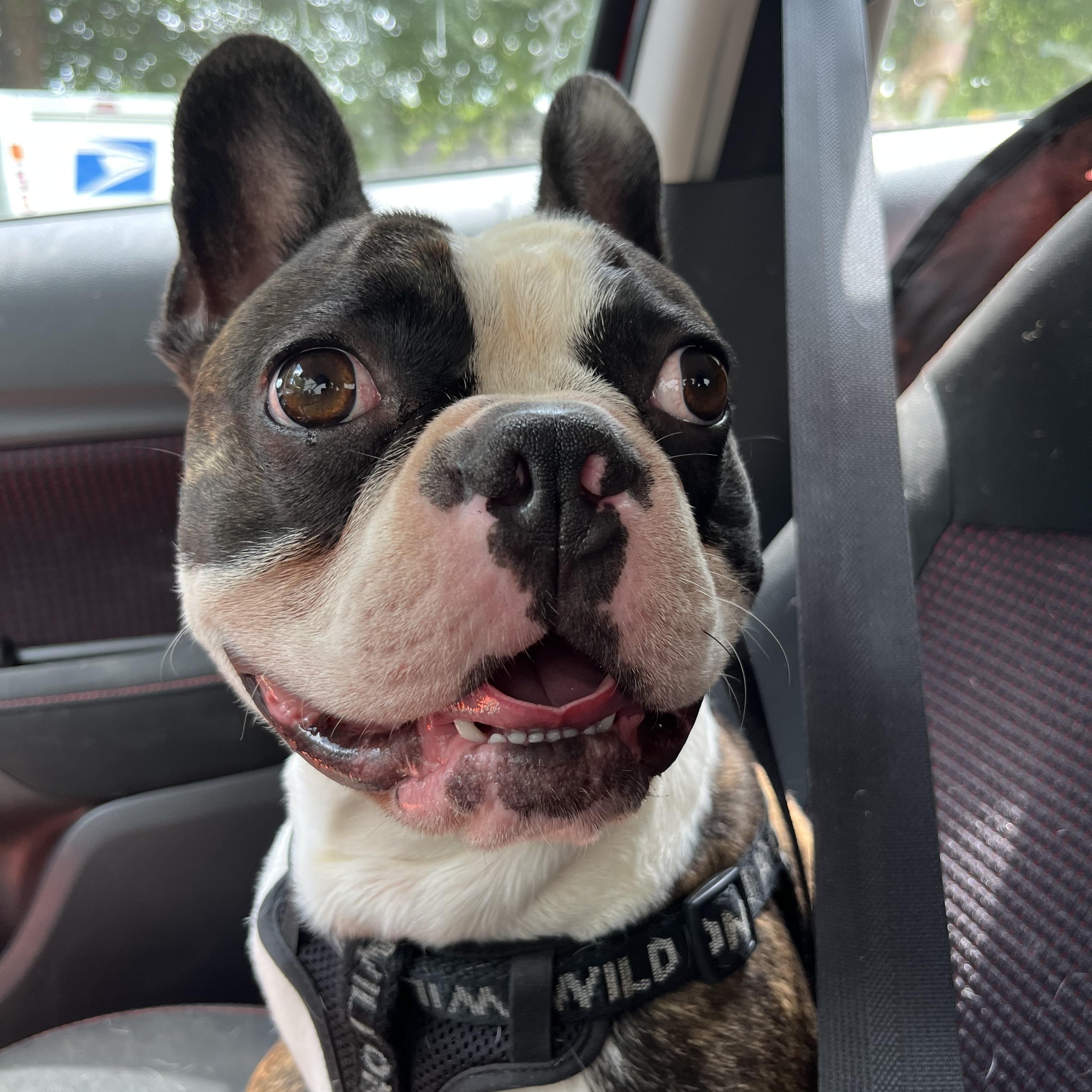 Enlarge Woodrow, an adopted mixed breed in Marion, NC image 1/6