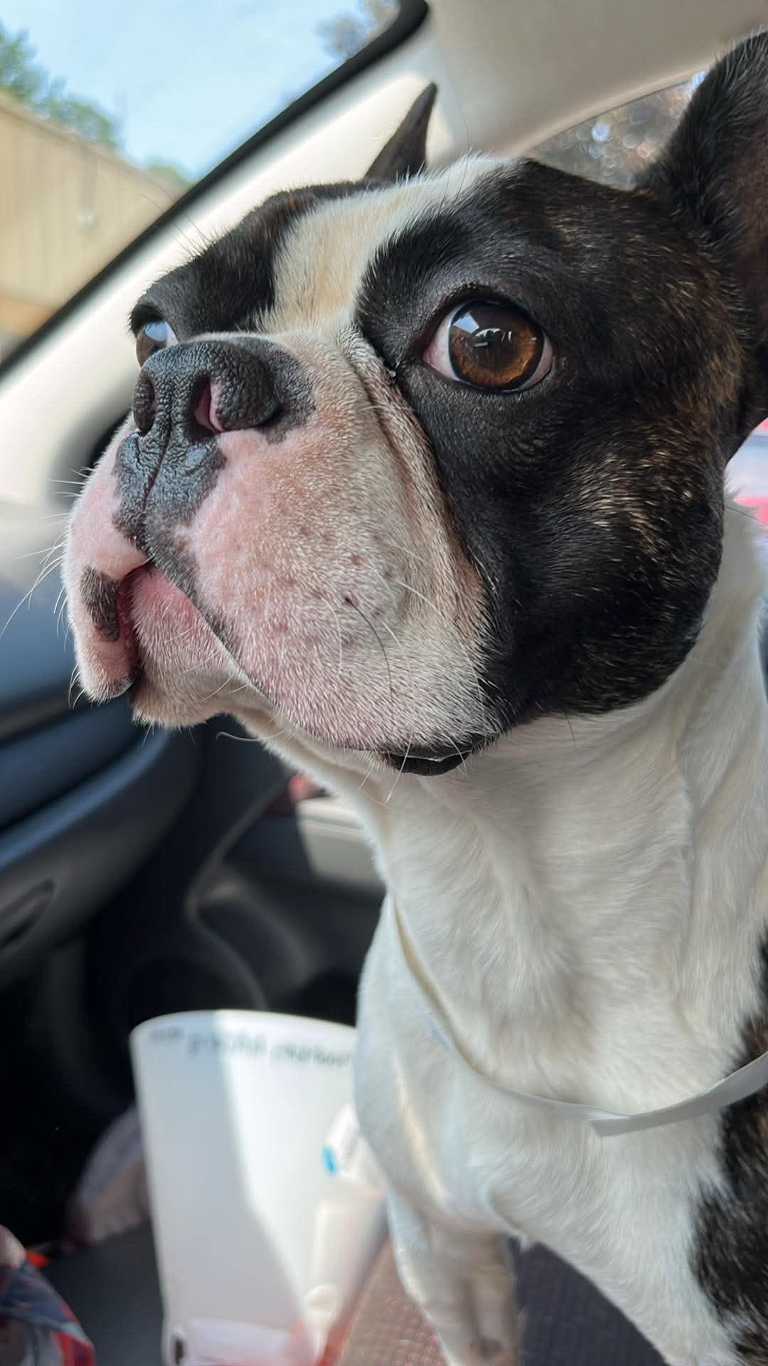Enlarge Woodrow, an adopted mixed breed in Marion, NC image 5/6