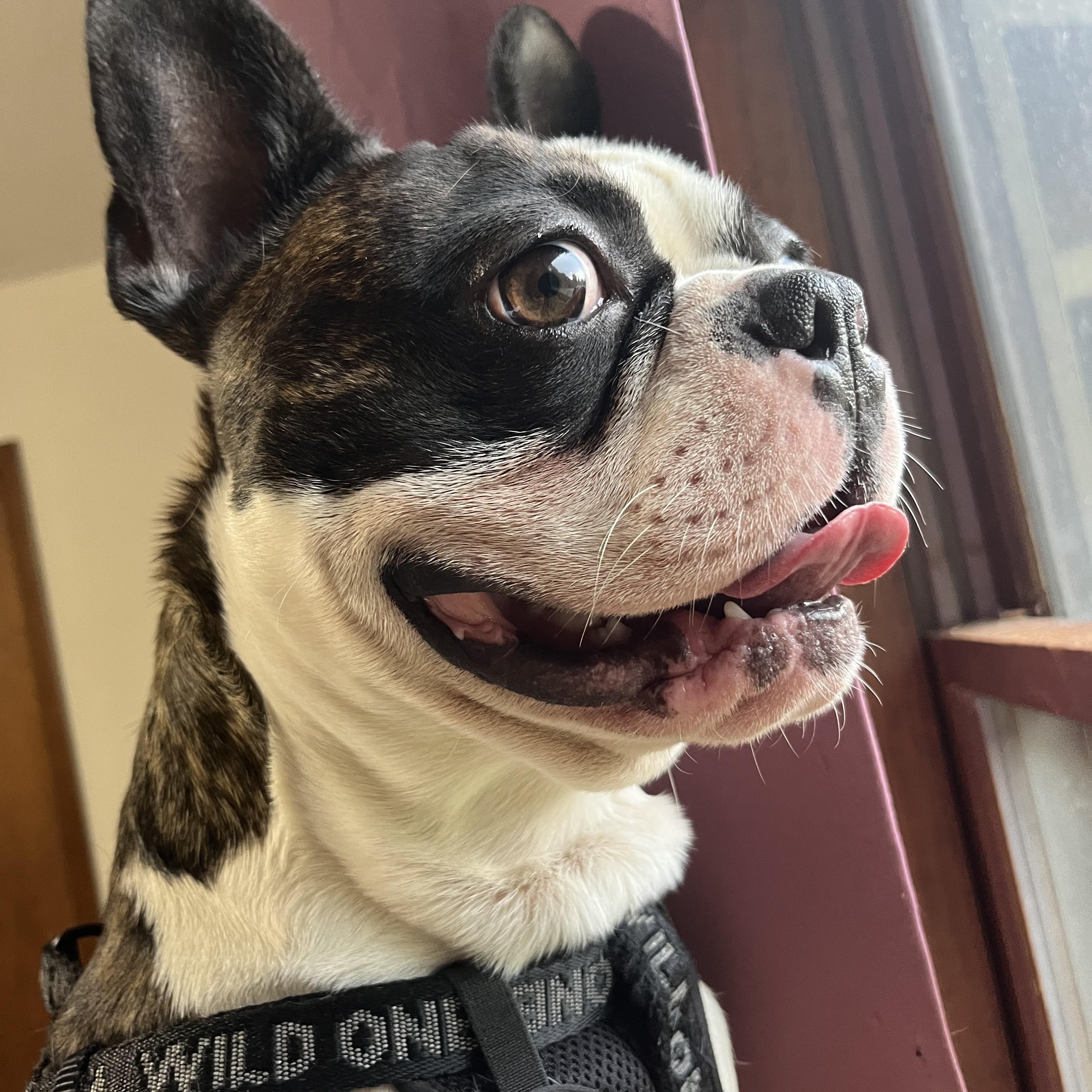 Enlarge Woodrow, an adopted mixed breed in Marion, NC image 6/6