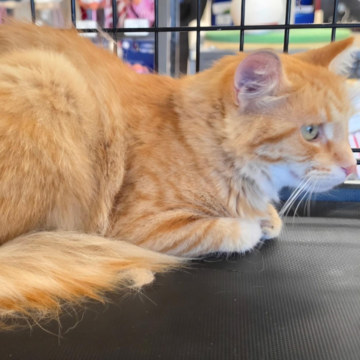 Enlarge Harold Halleck SF 0523, an adopted Domestic Medium Hair in West Bloomfield, MI image 2/2
