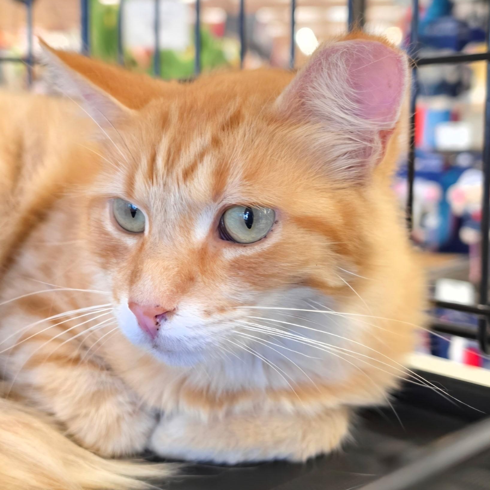 Harold Halleck SF 0523, adopted, Adult Male Domestic Medium Hair.