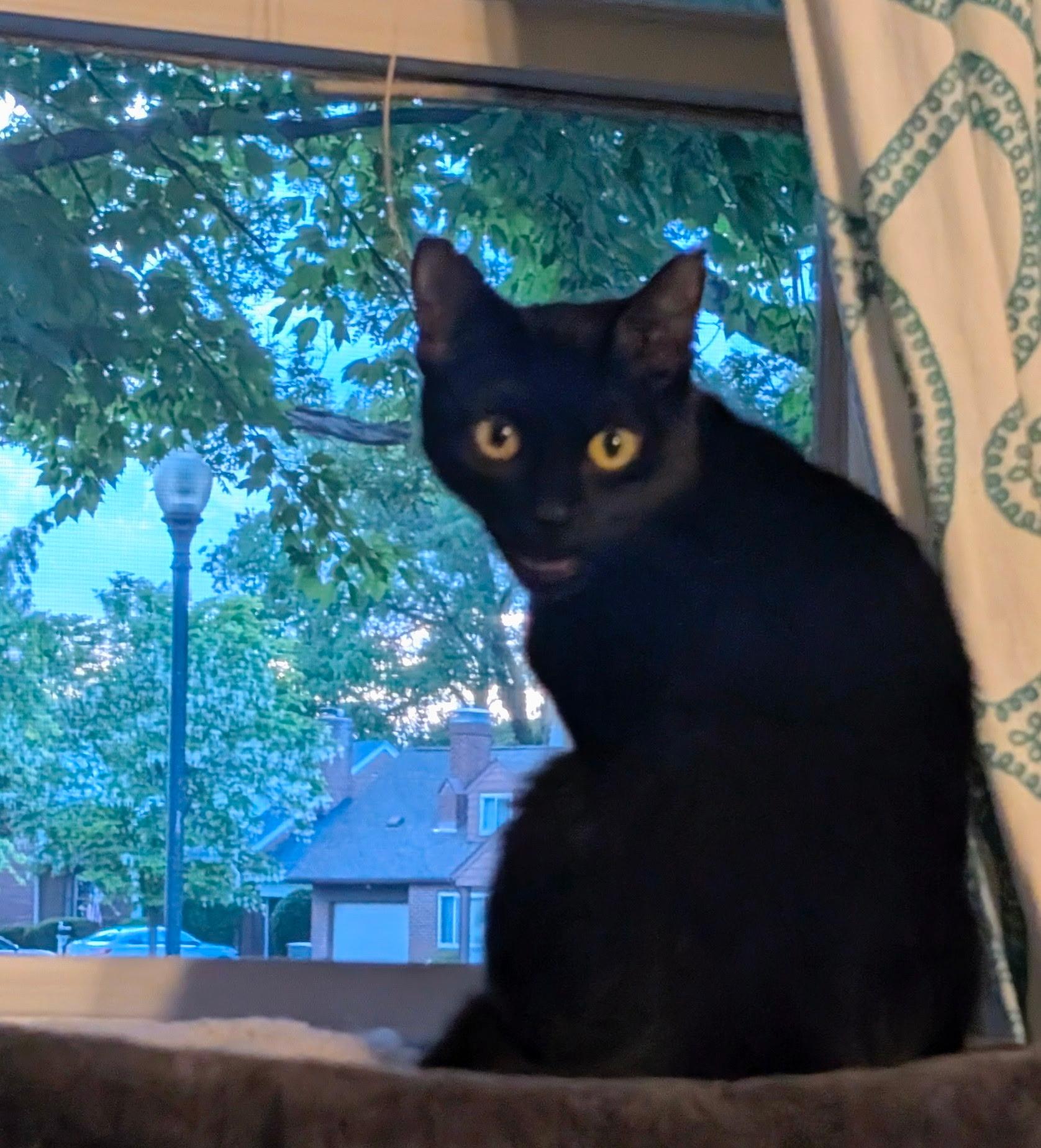 Lady Pretzel the First, Adoptable, Adult Female Domestic Short Hair.