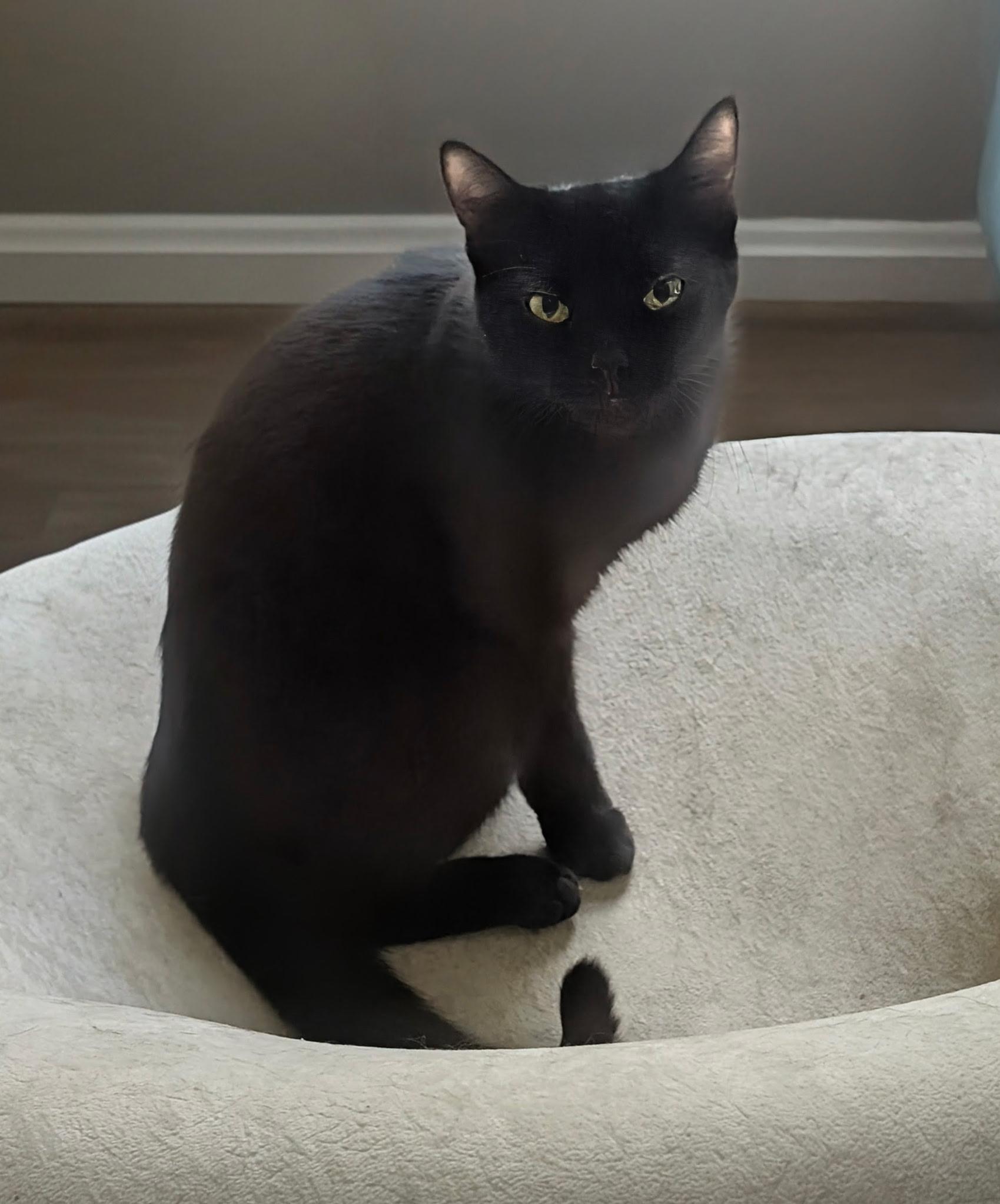 Enlarge Lady Pretzel the First, a Adoptable Domestic Short Hair in Dayton, OH image 2/4