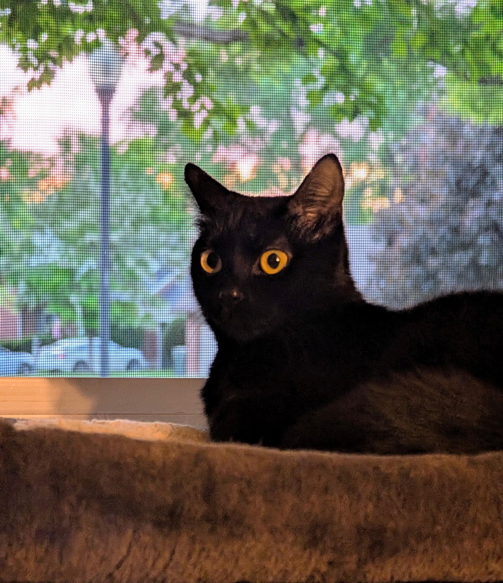 Enlarge Lady Pretzel the First, a Adoptable Domestic Short Hair in Dayton, OH image 3/4