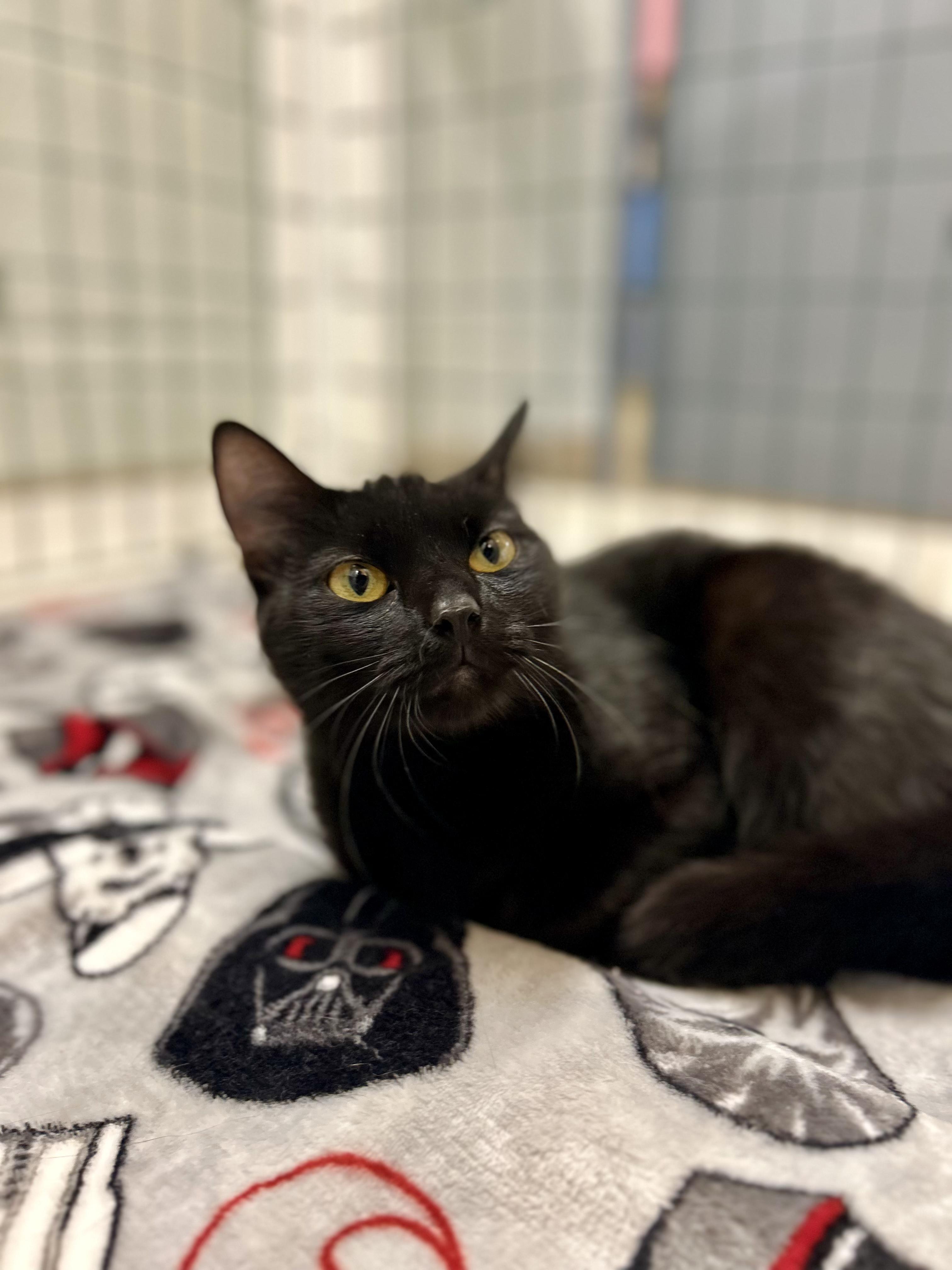 Enlarge Lady Pretzel the First, a Adoptable Domestic Short Hair in Dayton, OH image 4/4
