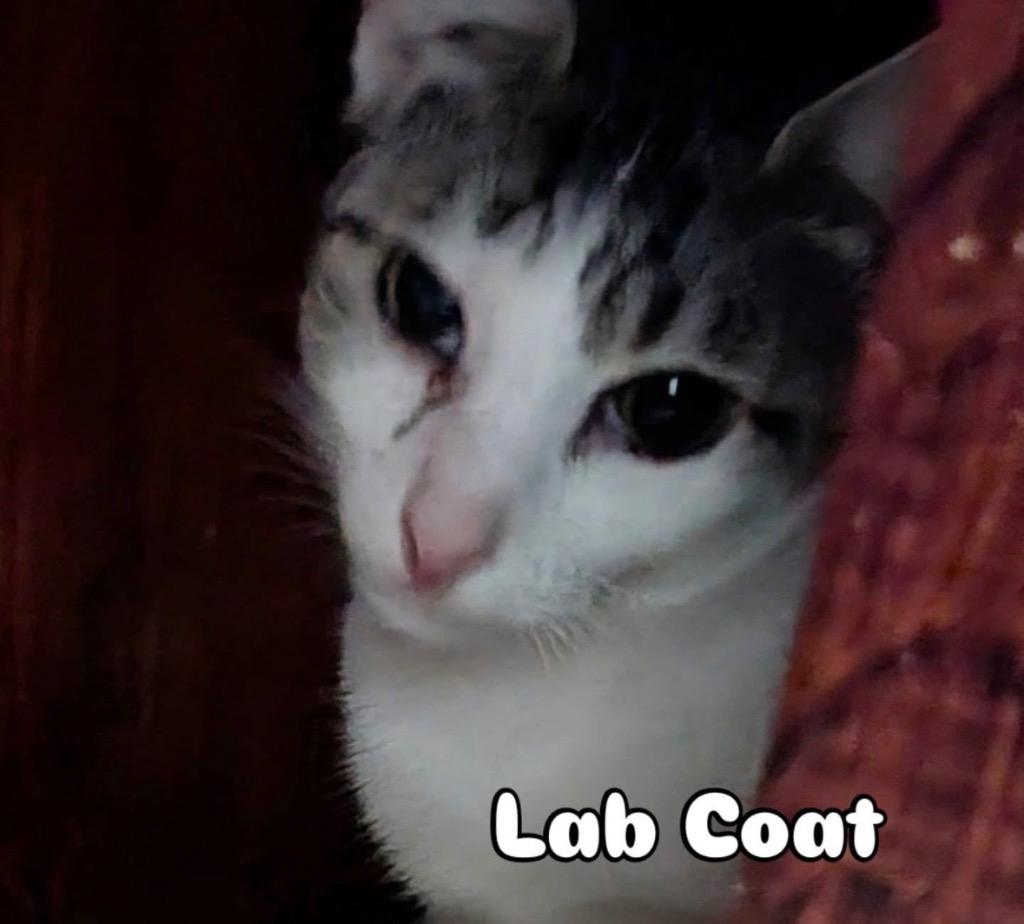 Labcoat, Adoptable, Adult Female Domestic Short Hair.