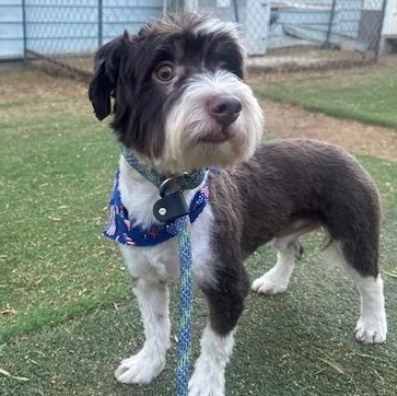 Abbott, an adoptable mixed breed in Agua Dulce, CA image 2/4
