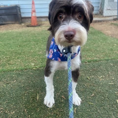 Abbott, an adoptable mixed breed in Agua Dulce, CA image 4/4