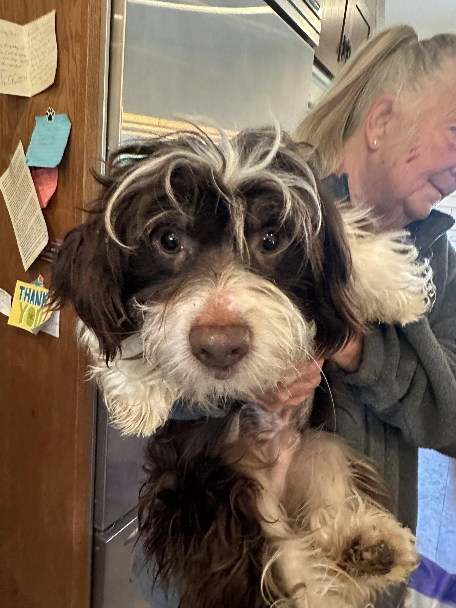 Abbott, Adoptable, Adult Male Shih poo & Australian Shepherd.