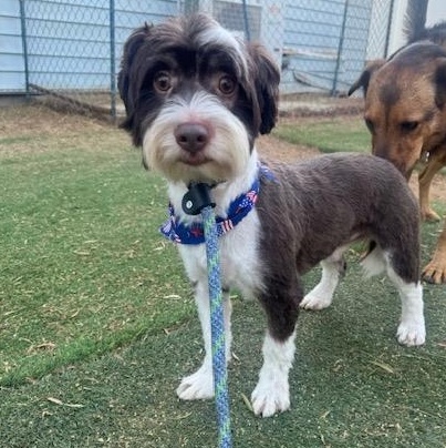 Abbott, adoptable, Adult Male Shih poo.