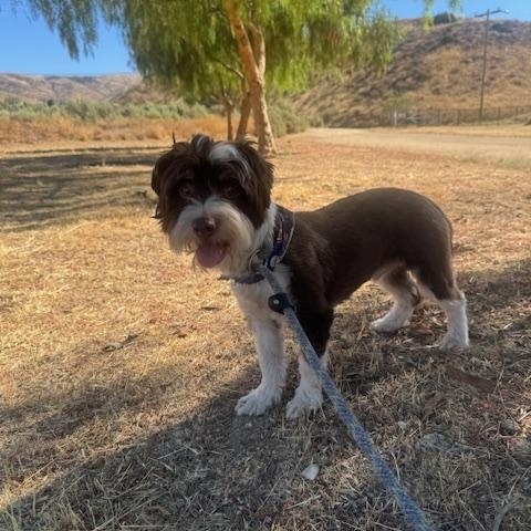Enlarge Abbott, an adoptable mixed breed in Agua Dulce, CA image 6/6
