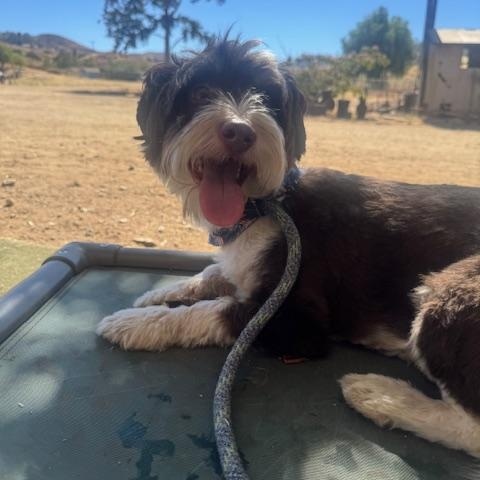 Abbott, adoptable, Adult Male Shih poo.