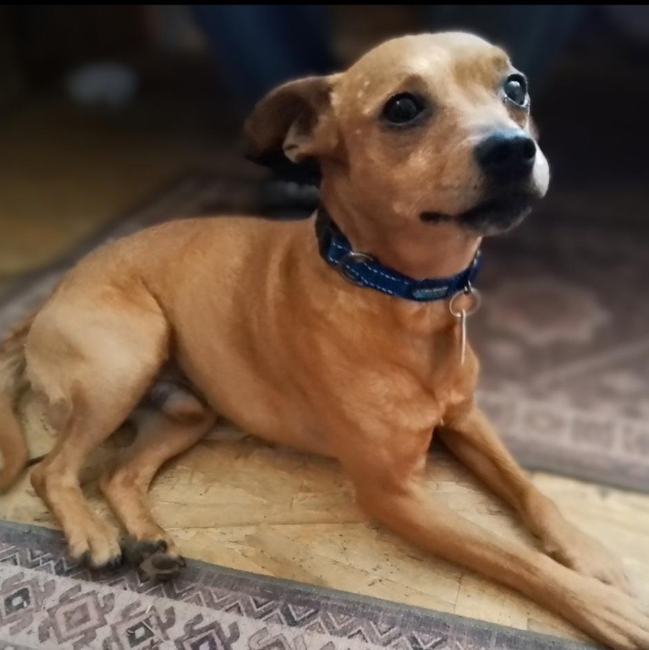 Levi, a Adoptable mixed breed in Oroville, WA image 1/6