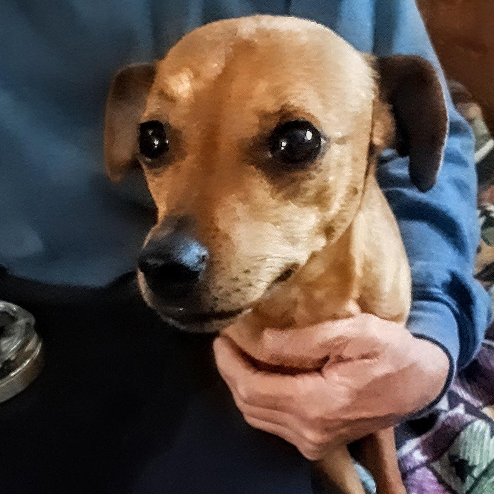 Levi, a Adoptable mixed breed in Oroville, WA image 3/6