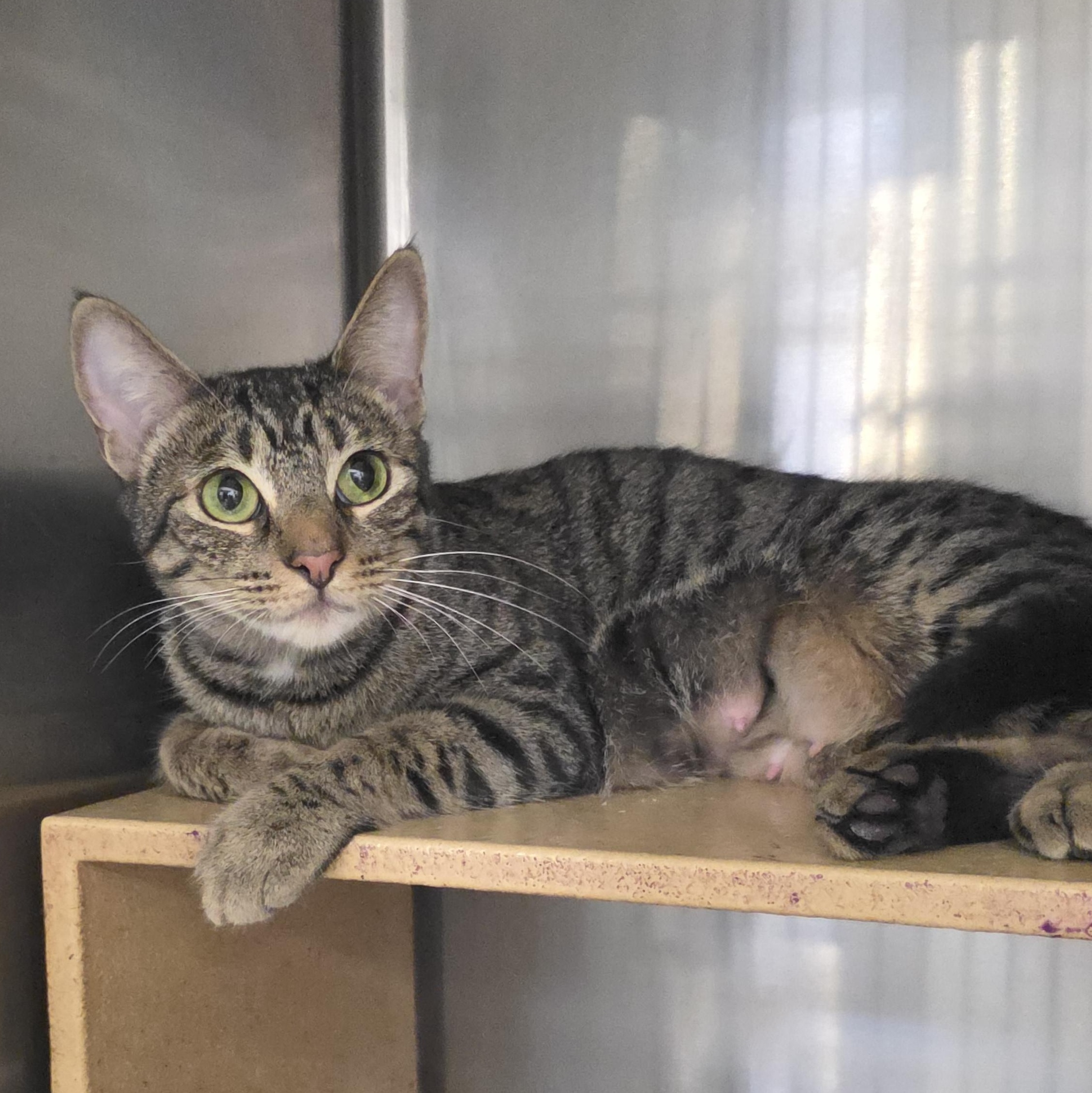 Margie, ADOPTABLE, Adult Female Domestic Short Hair.