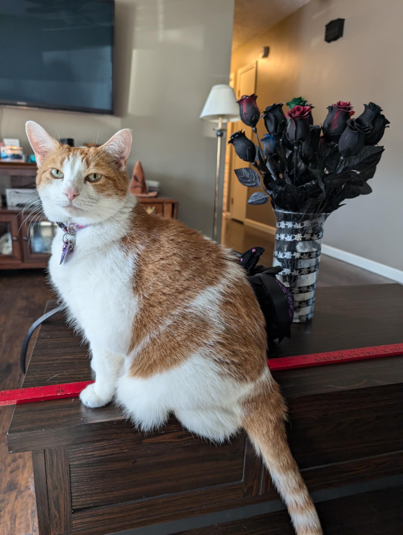 Cat for adoption Lucy, a Domestic Short Hair in North Vernon, IN