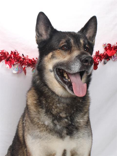TYSON AKA MAX, Adoptable, Senior Male German Shepherd Dog & Akita.